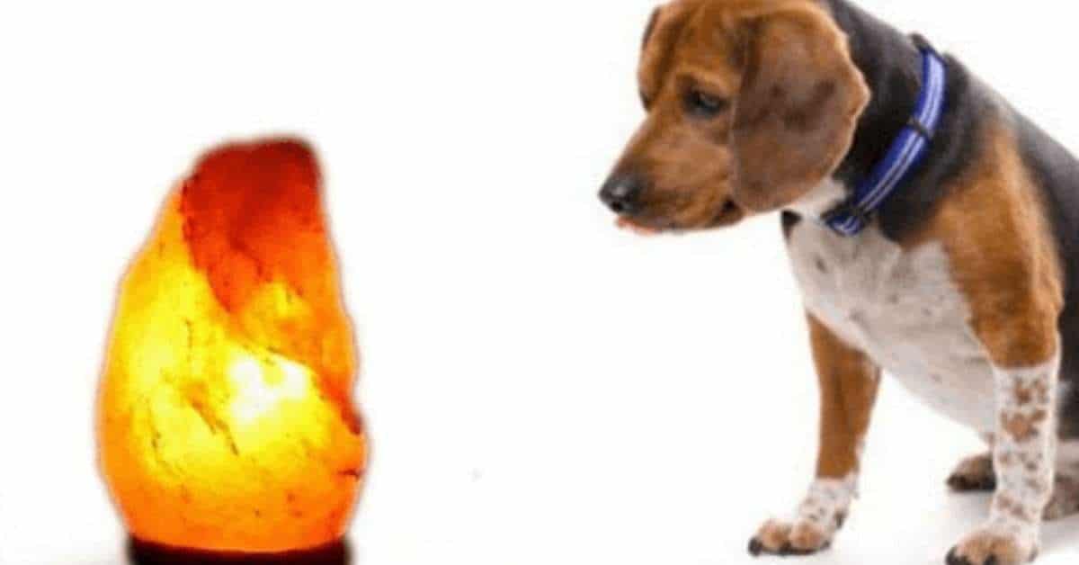 are salt lamps bad for dogs