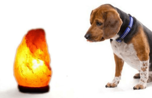 are salt lamps bad for dogs