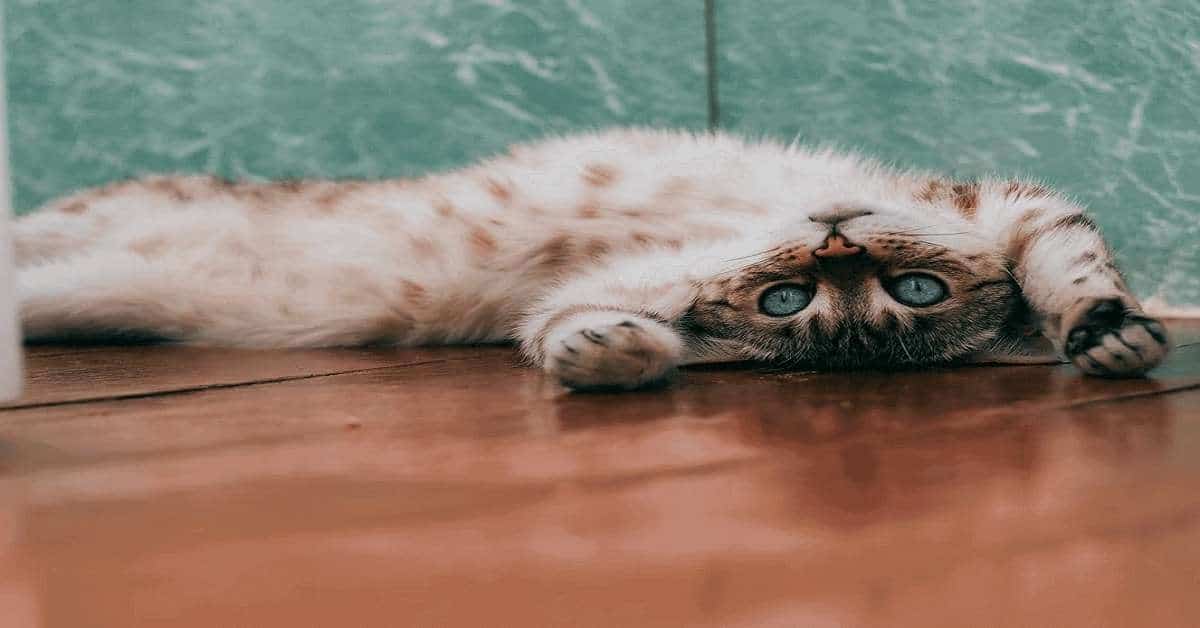 A photo of a cute cat