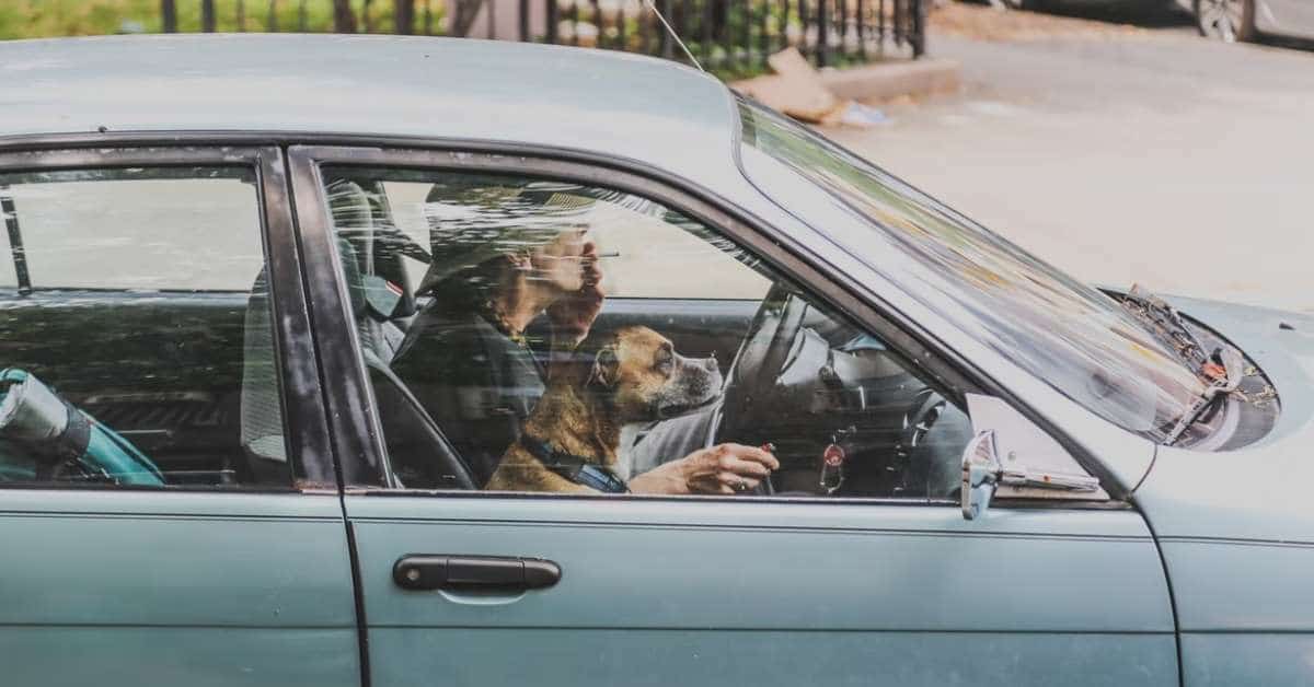 A smoker with his dog inside his car