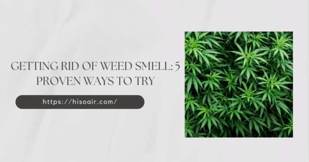 Getting Rid of Weed Smell: 5 Proven Ways to Try
