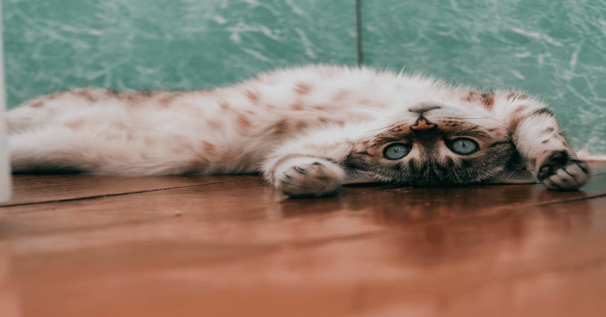 かわいい猫の写真