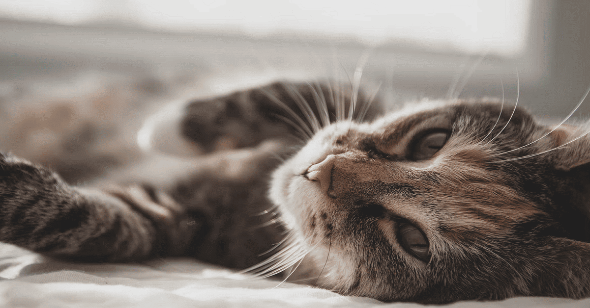 かわいい猫の写真