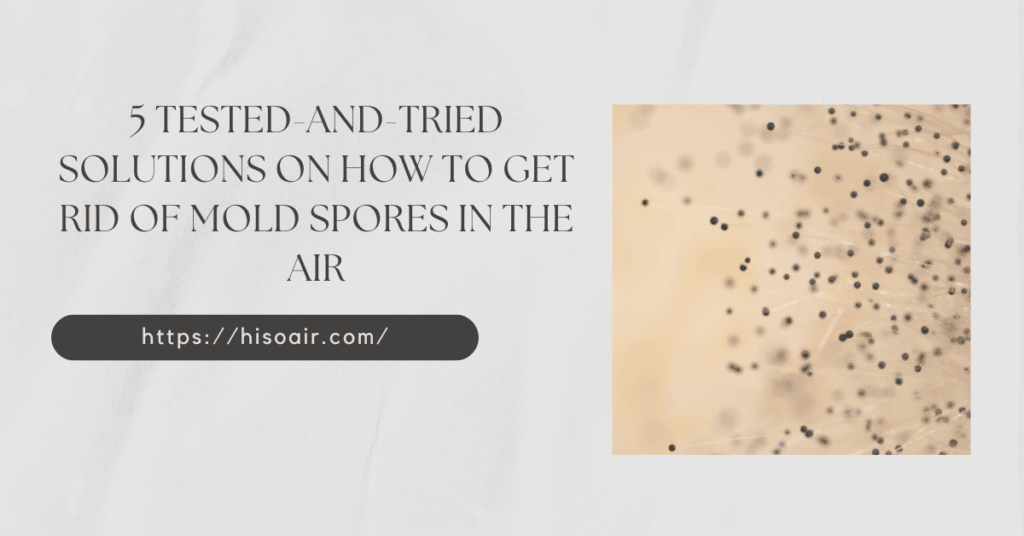 Tested-And-Tried Solutions on How to Get Rid of Mold Spores in the Air
