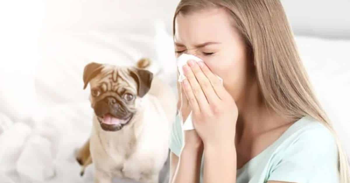 Pet Allergies