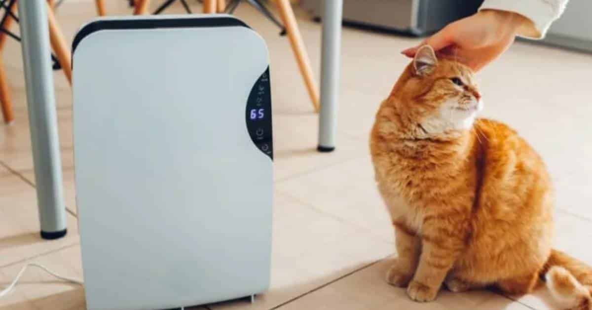 Why Do You Need an Air Purifier for Pets?