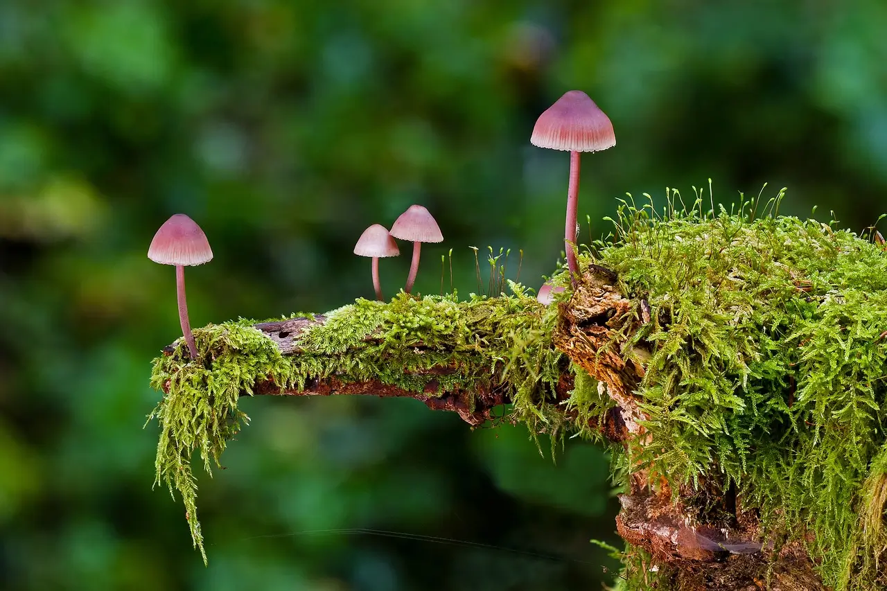 Close-up of Mushrooms Growing on Moss-Covered Branch in a Forest Setting